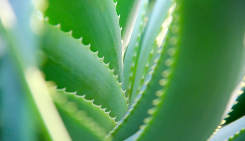 ¿Qué es el Aloe Vera y para qué sirve?